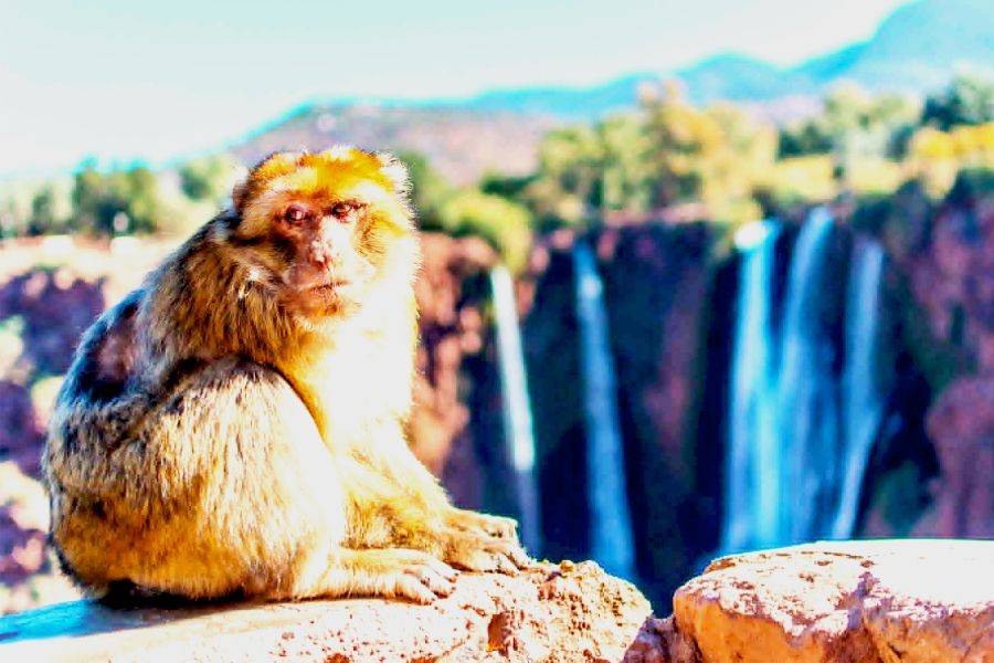 Cataratas de Ouzoud e Iminifri Excursión de 2 días