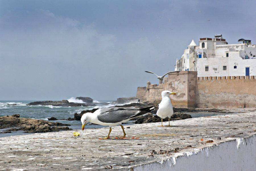Viaje 2 días a la hermosa ciudad de Essaouira (Mogador)