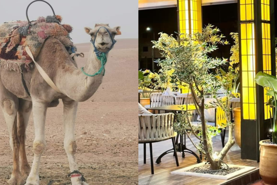 Paseo a camello al atardecer en el desierto de Agafay y cena en Chouf L'Or en Marrakech
