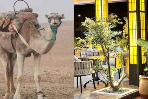 Paseo a camello al atardecer en el desierto de Agafay y cena en Chouf L'Or en Marrakech