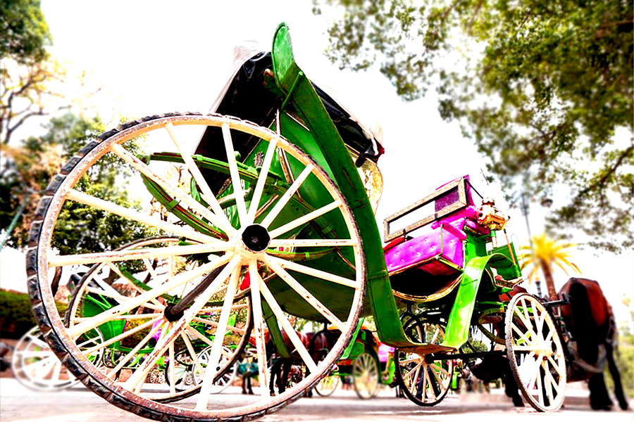 Un hermoso recorrido con carruaje de caballos y visita del jardín Majorelle