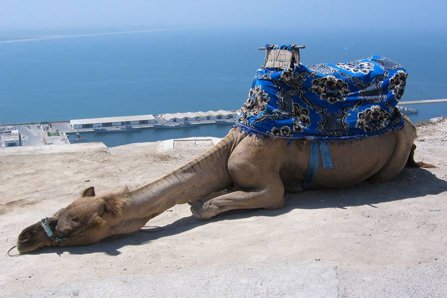 Excursión de un día a Agadir desde Marrakech