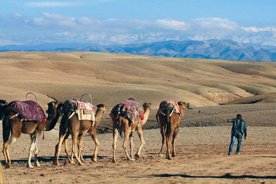 Paseo a camello al atardecer en el desierto de Agafay y cena en Chouf L'Or en Marrakech