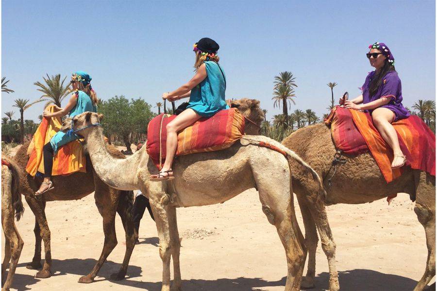 Visita del jardín Majorelle con paseo en camello por la Palmeraie de Marrakech