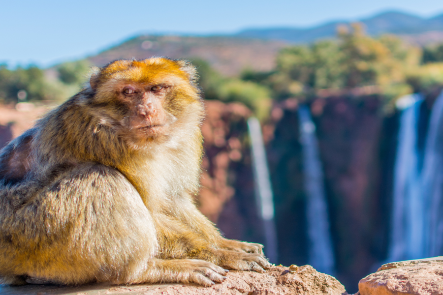 Tour de día completo a las cascadas de Ouzoud con paseo en barco