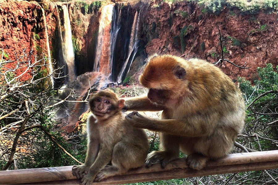 Tour de día completo a las cascadas de Ouzoud con paseo en barco