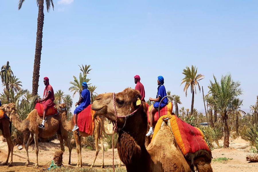 Paseo en camello y quads en Marrakech Palmeraie