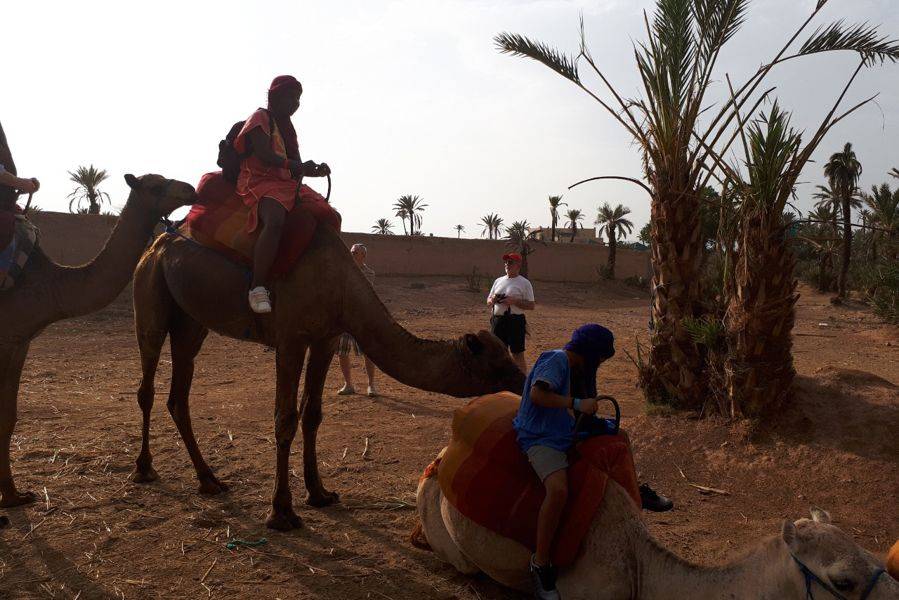 Paseo en camello en la Palmeraie de Marrakech